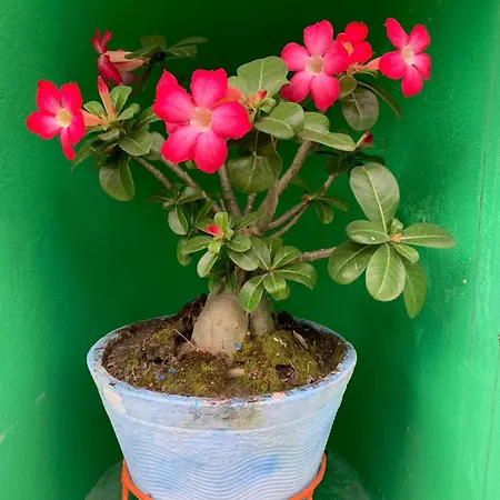 Pousada Casa Porto-3